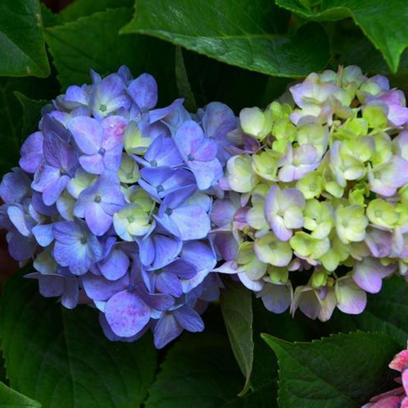 5 绣球花