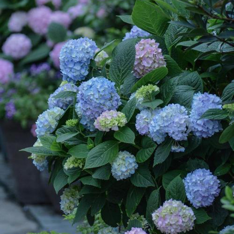 6 绣球花