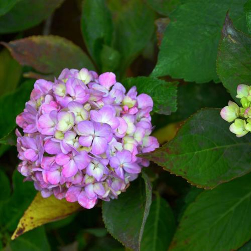 7 绣球花
