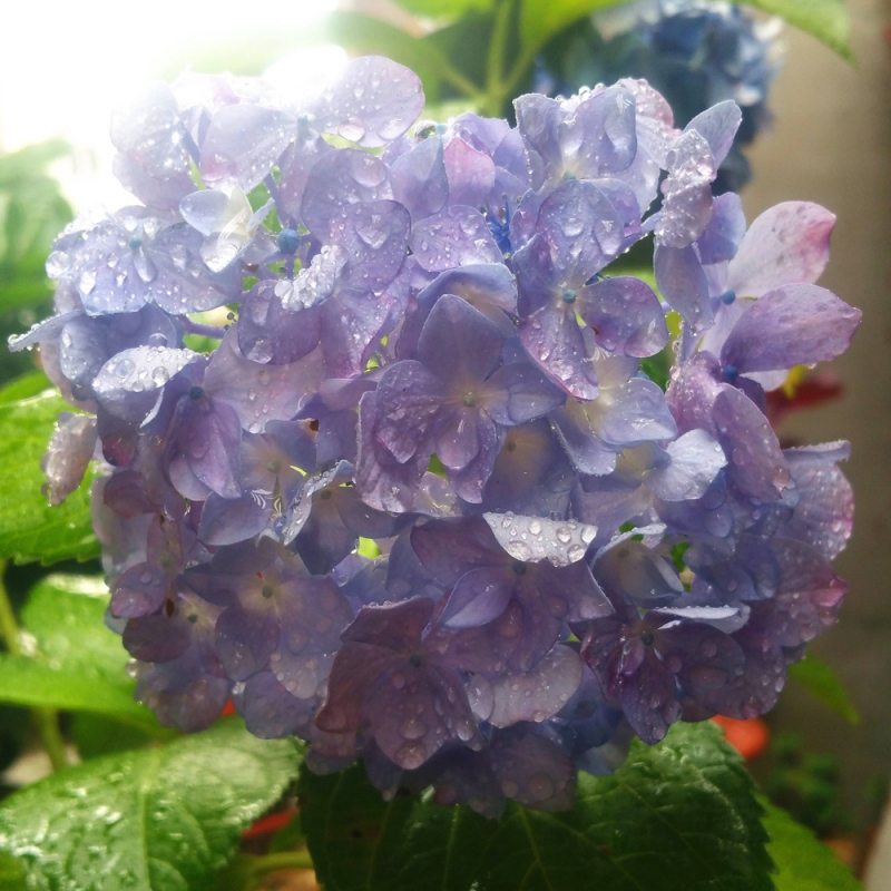 8 绣球花