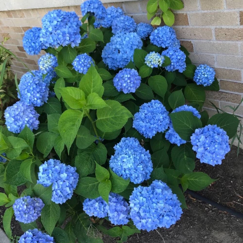 9 绣球花