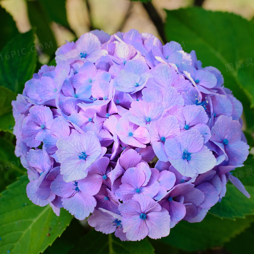 10 绣球花