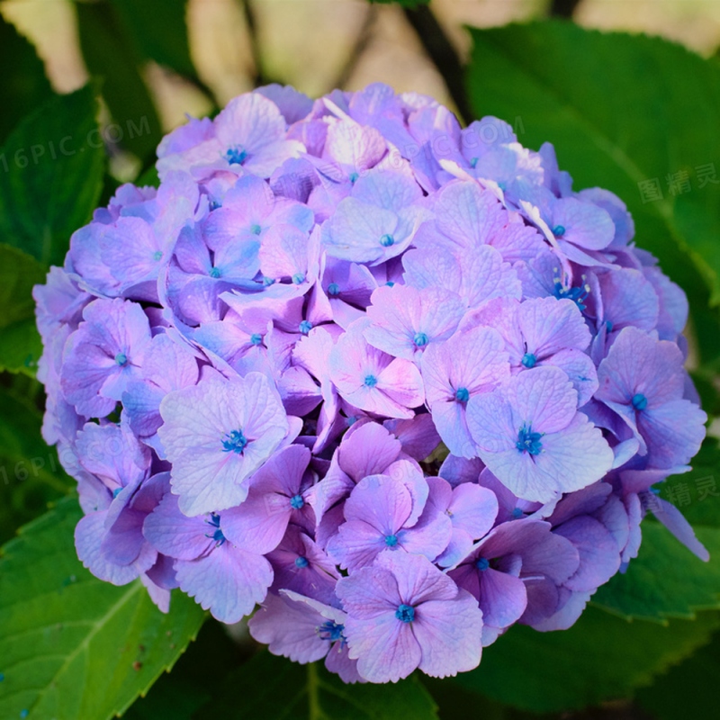 10 绣球花