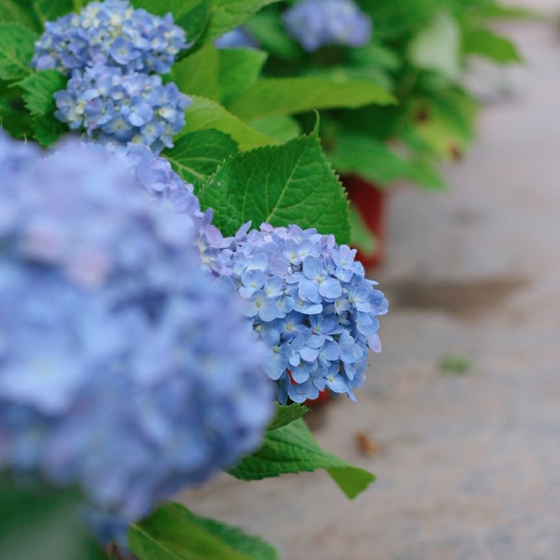 11 绣球花