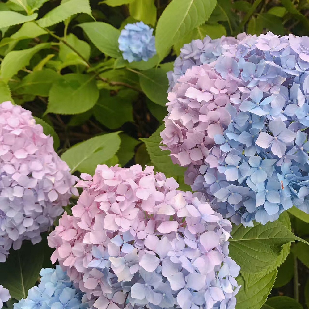 12 绣球花