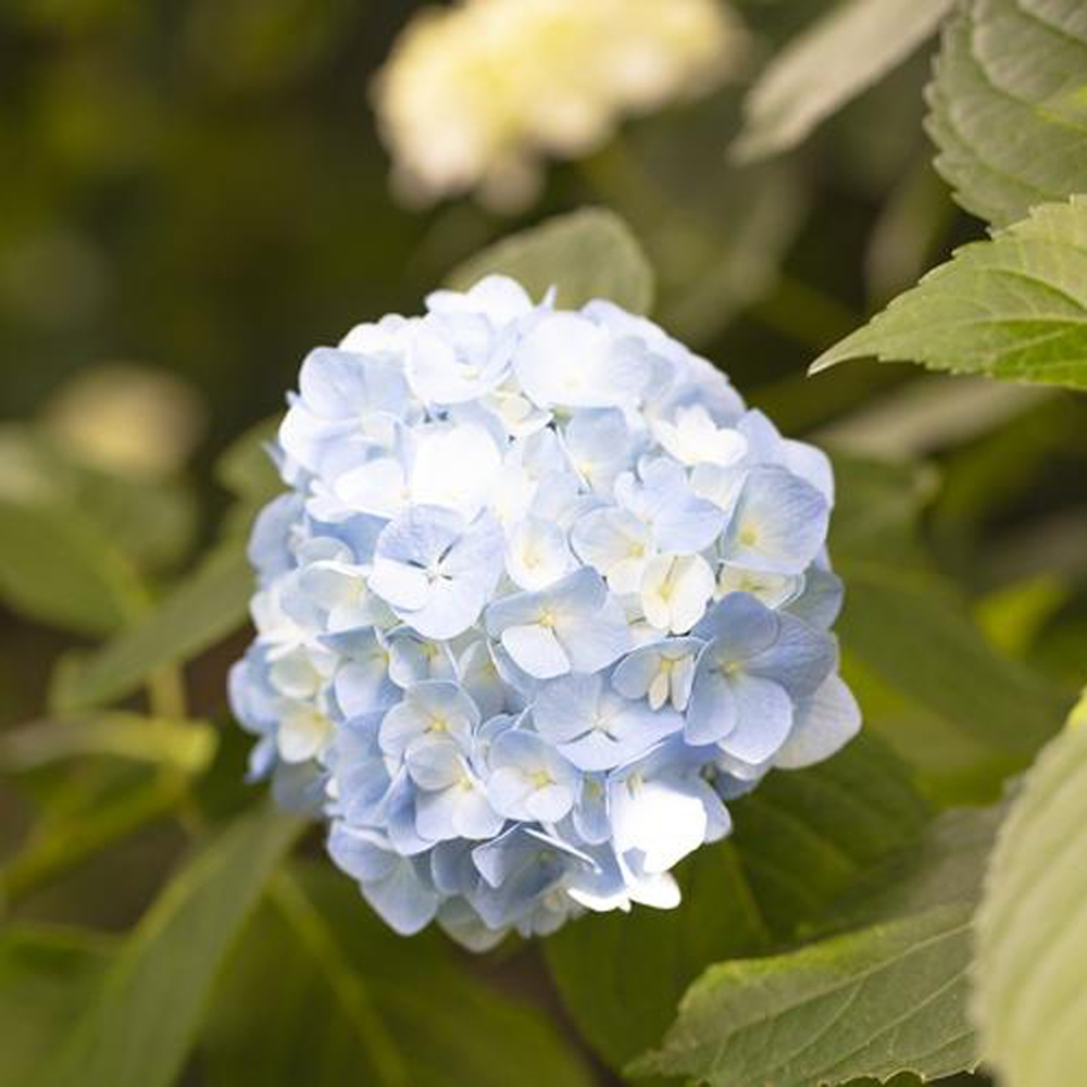 13 绣球花