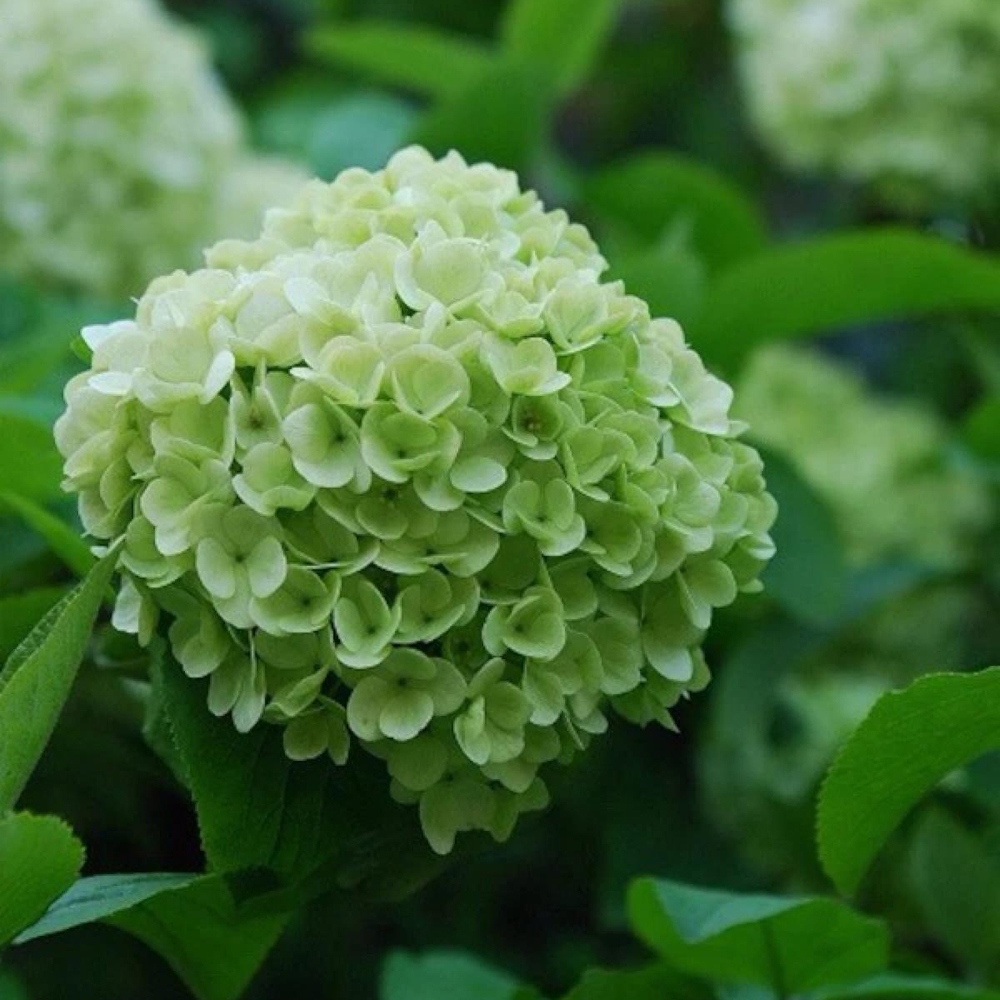 14 绣球花