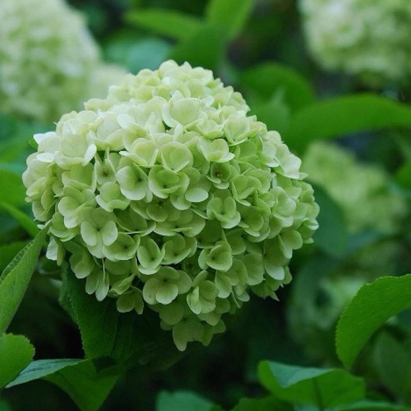 14 绣球花