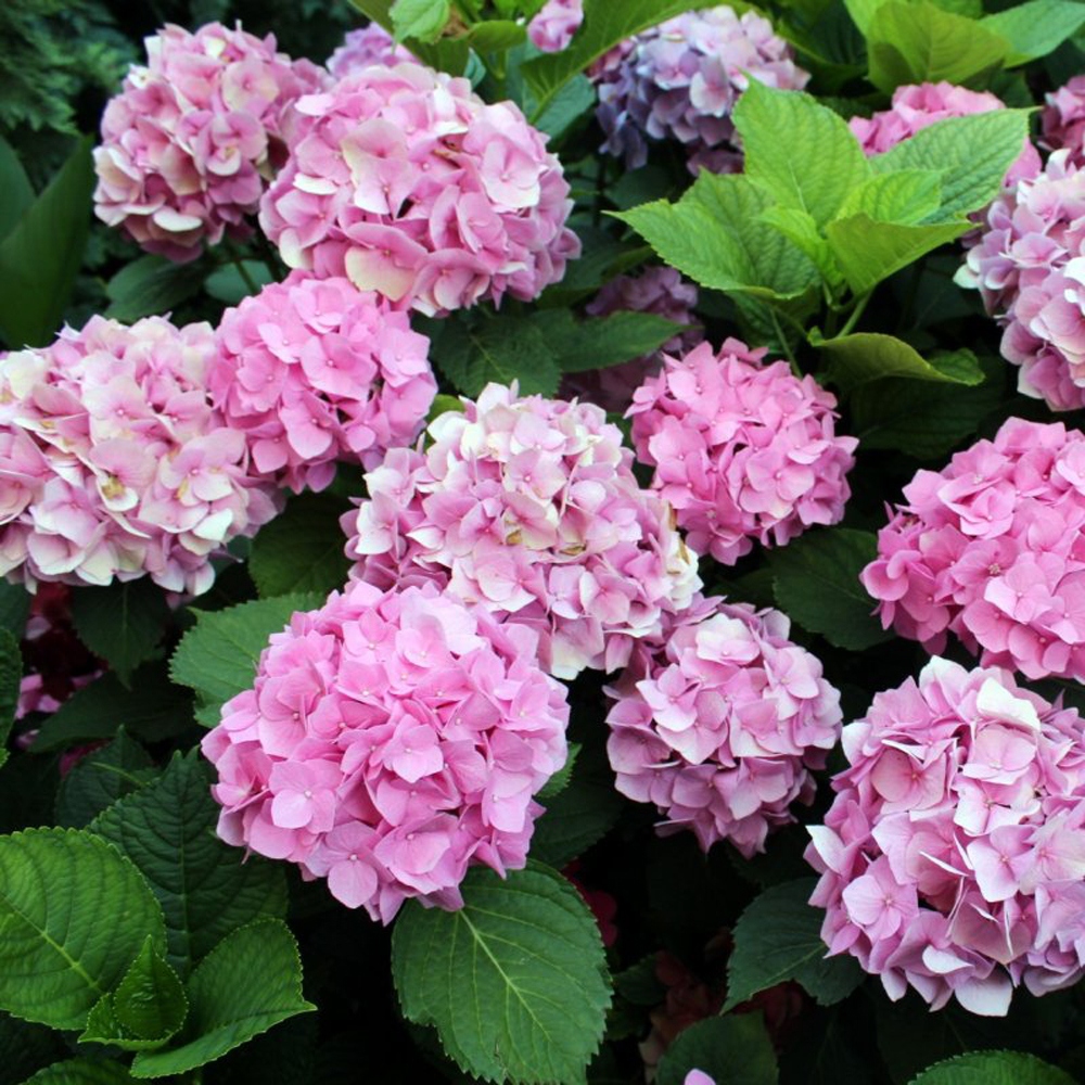 15 绣球花