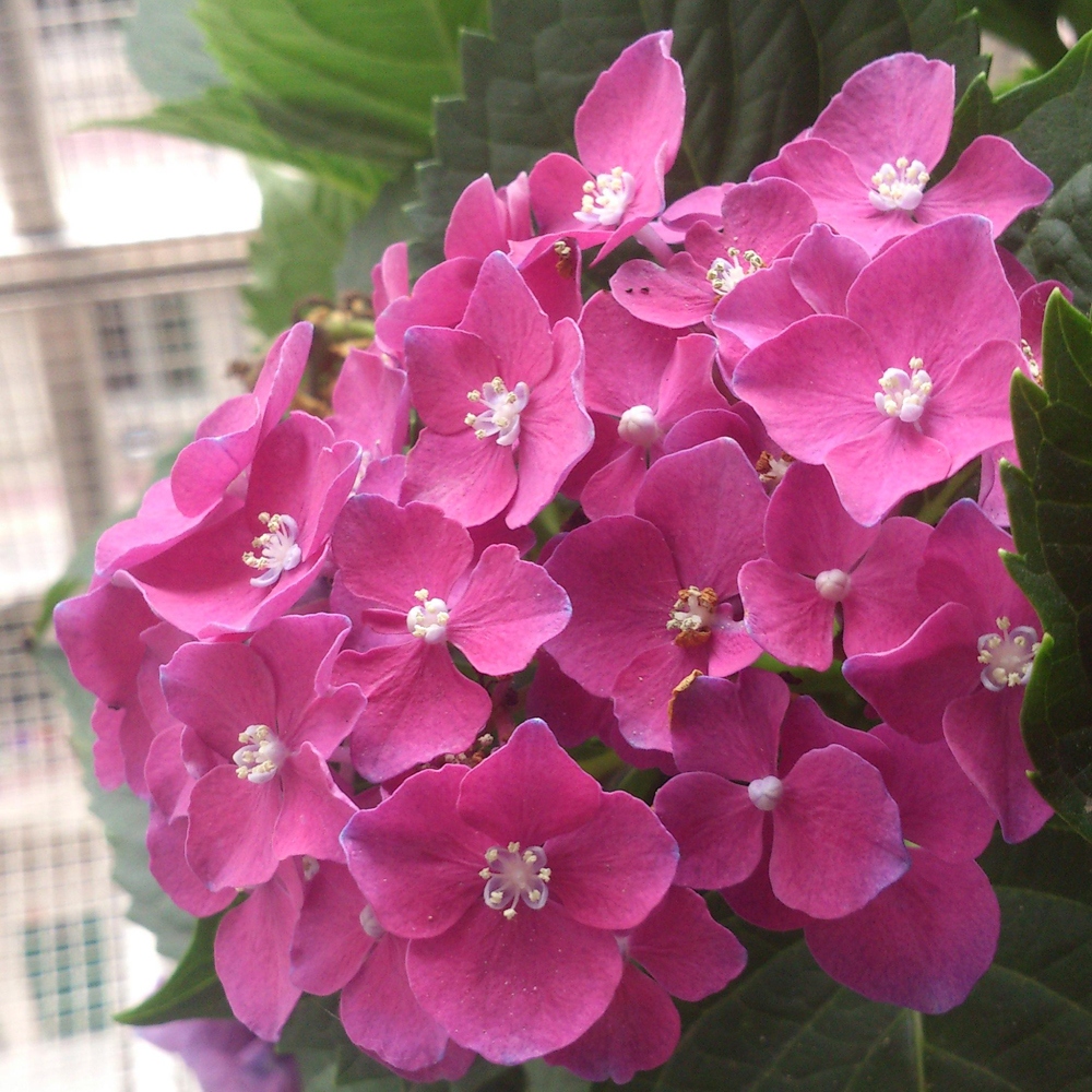 16 绣球花