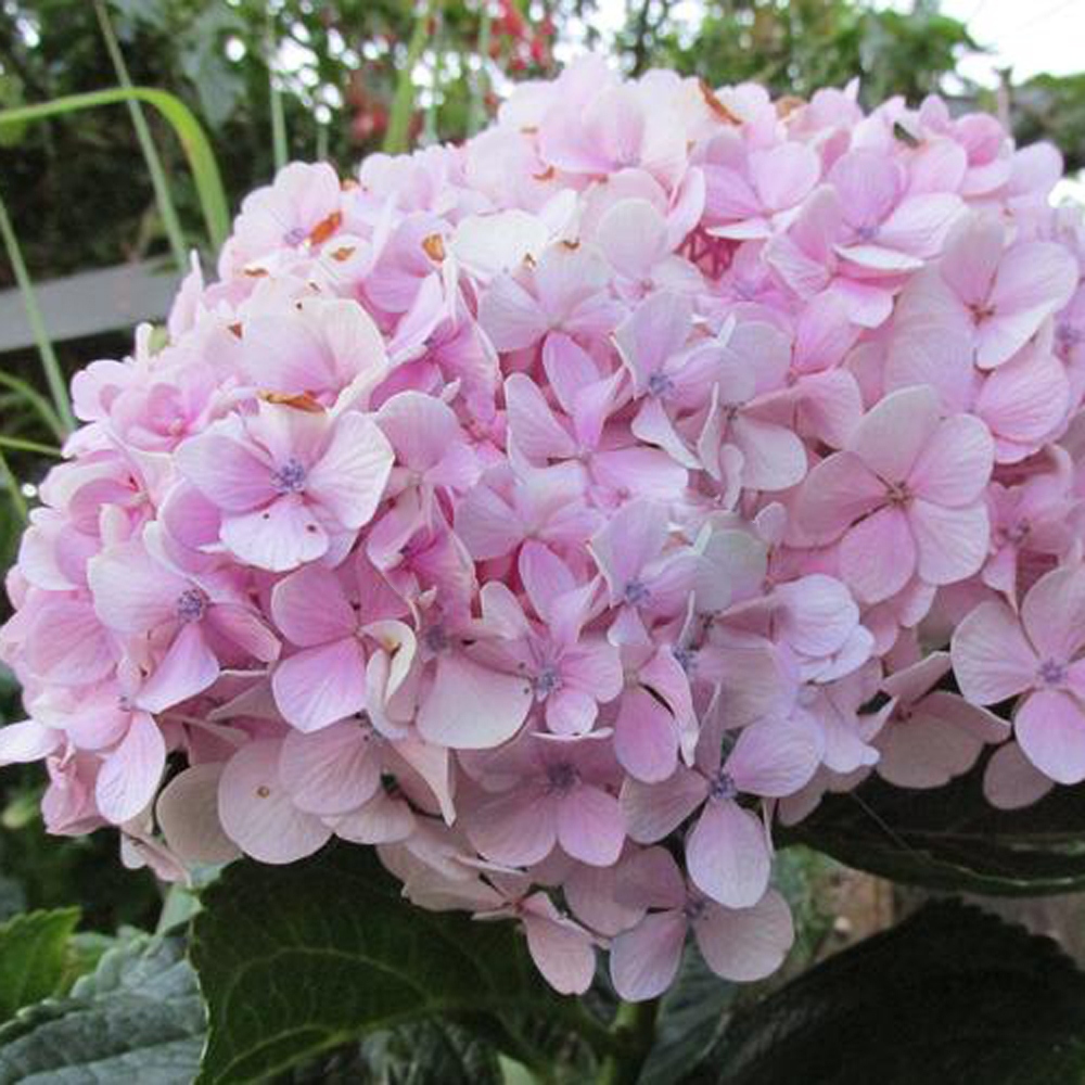 17 绣球花