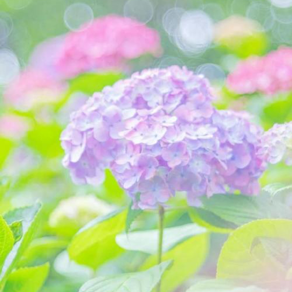 18 绣球花