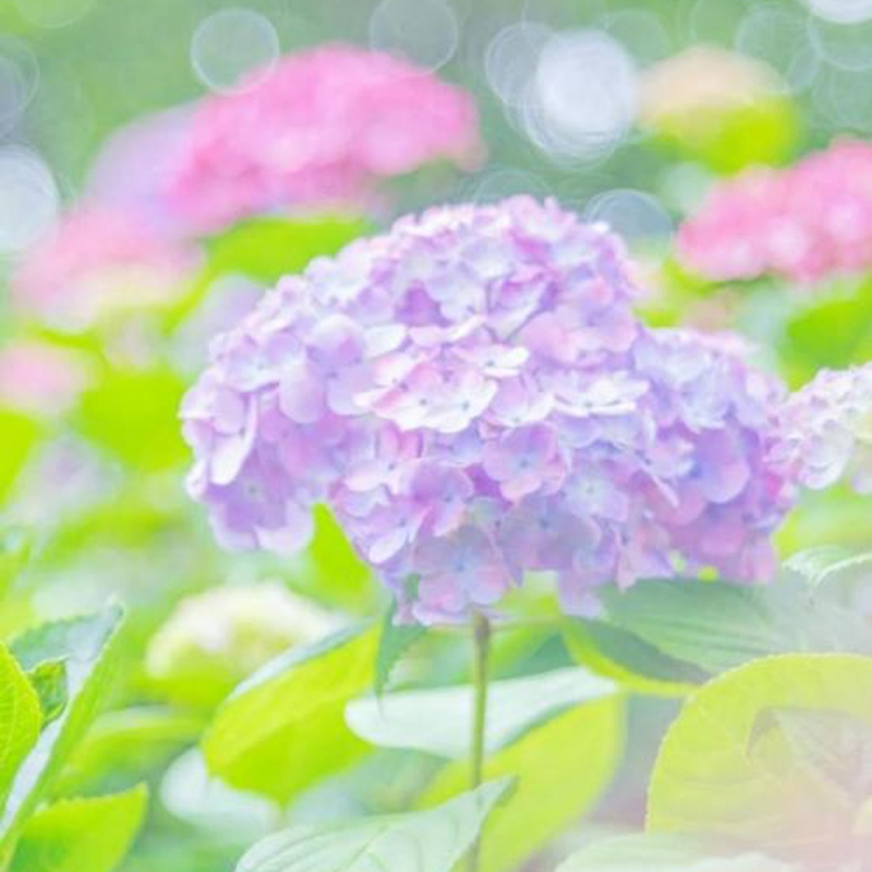 18 绣球花
