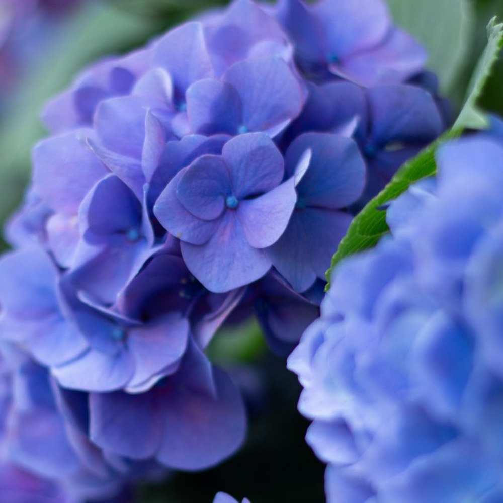 19 绣球花