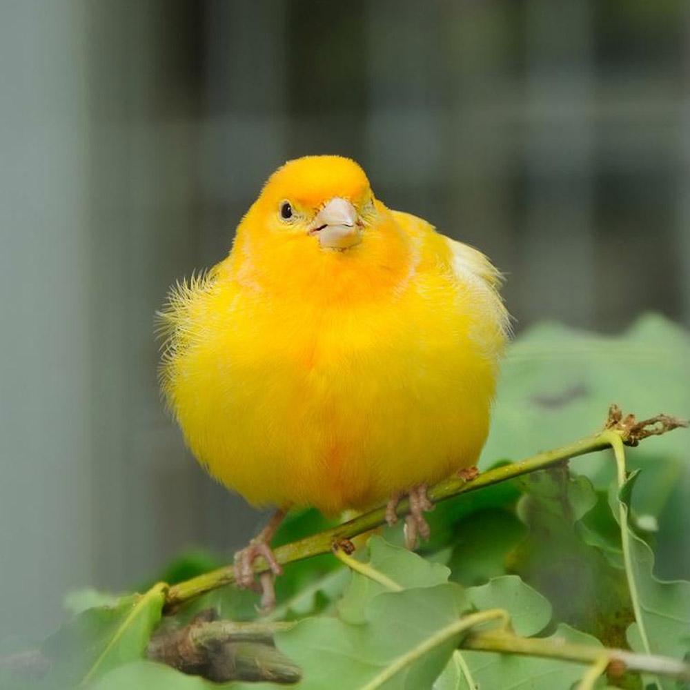10 金丝雀