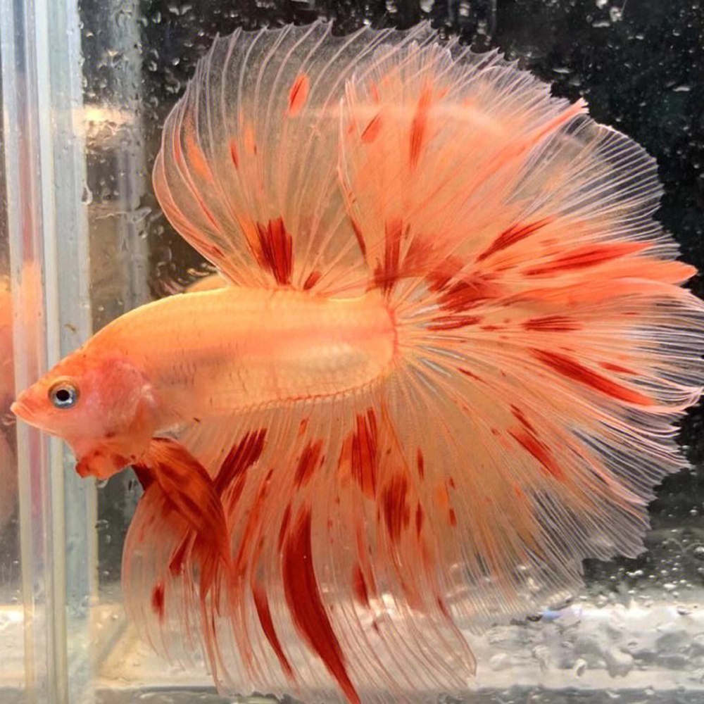 1 斗鱼
