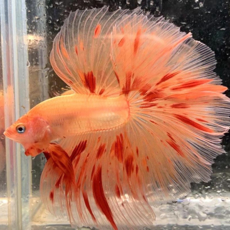 1 斗鱼