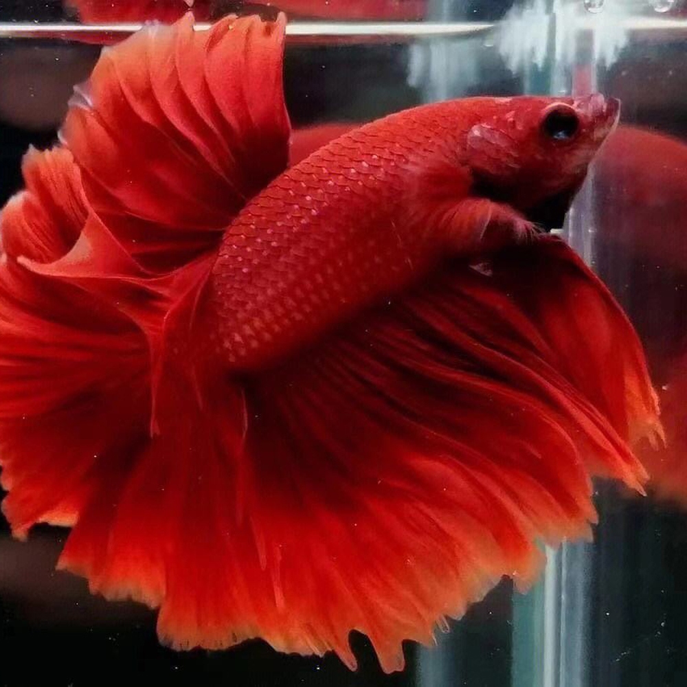 2 斗鱼