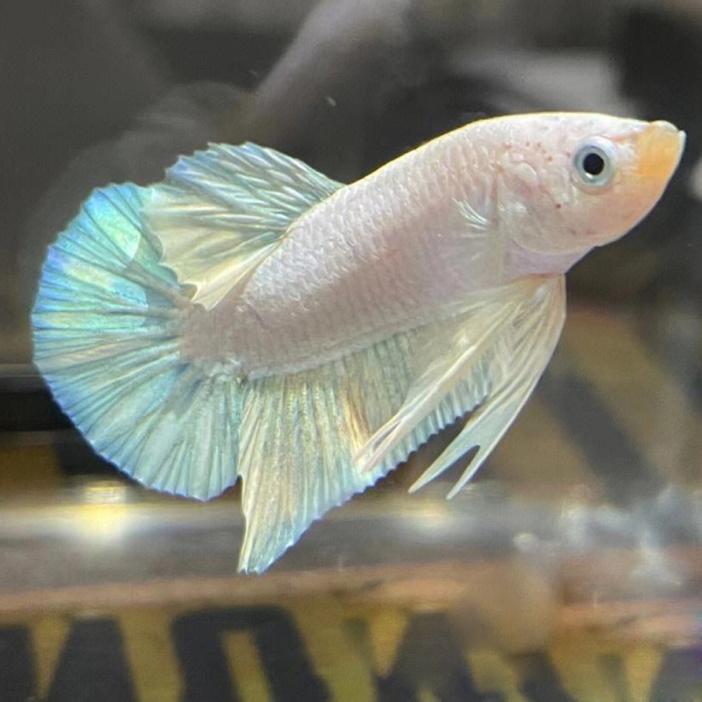 3 斗鱼