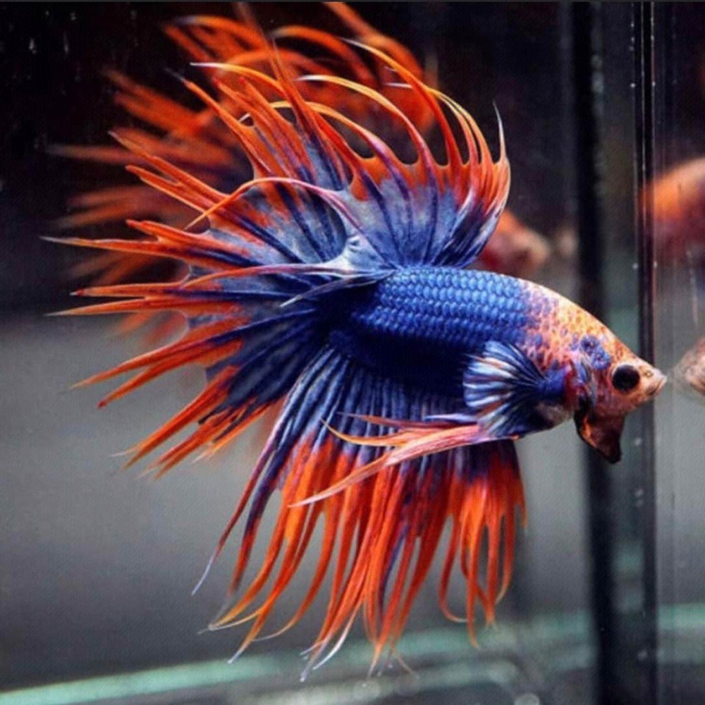 4 斗鱼