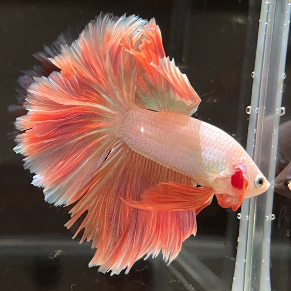 5 斗鱼