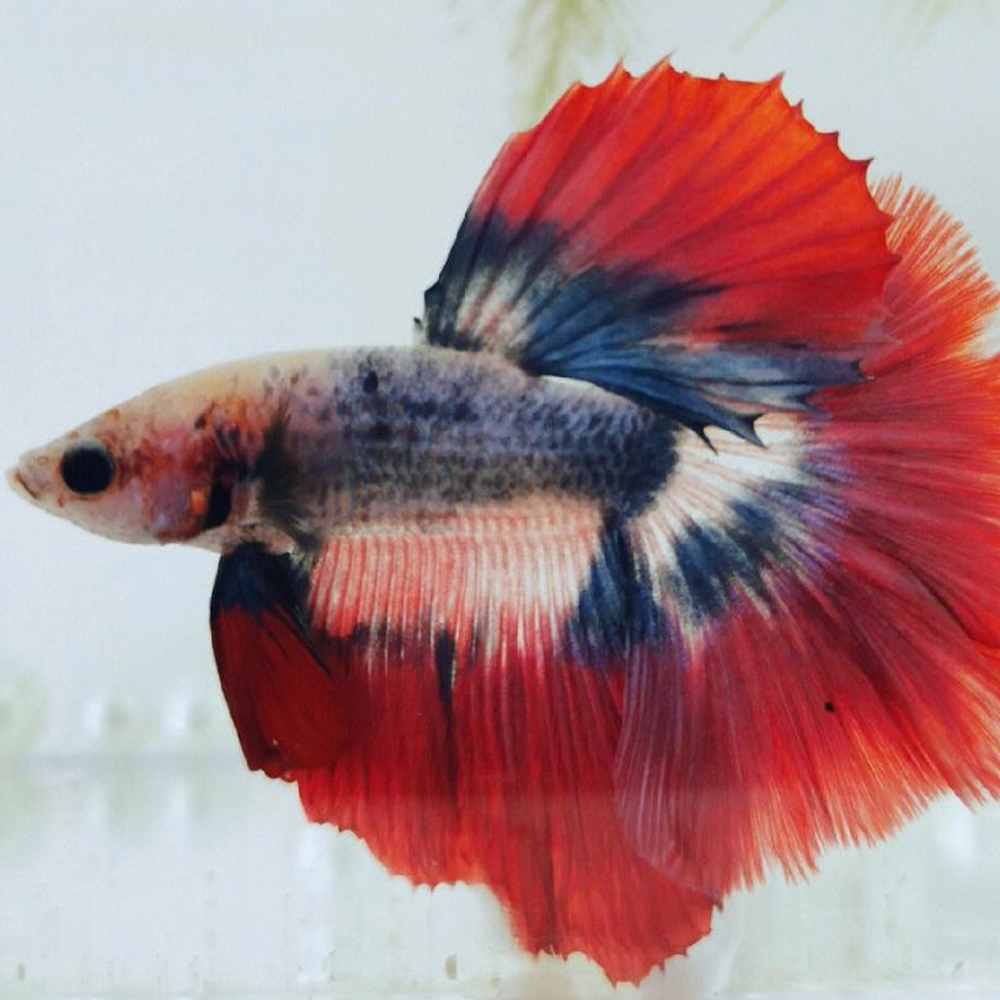 6 斗鱼