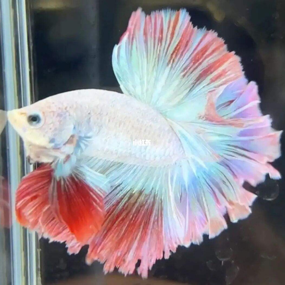 11 斗鱼