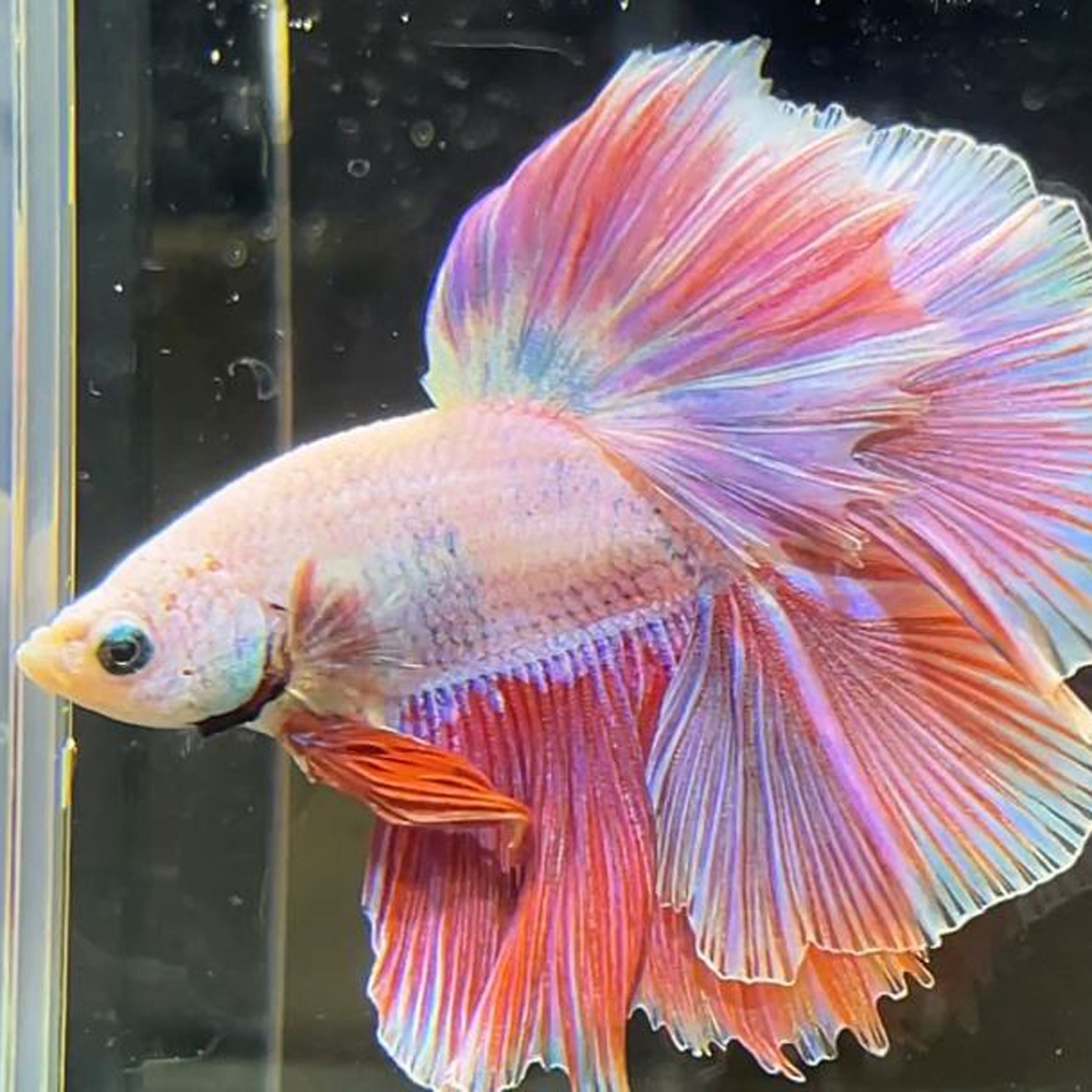 18 斗鱼