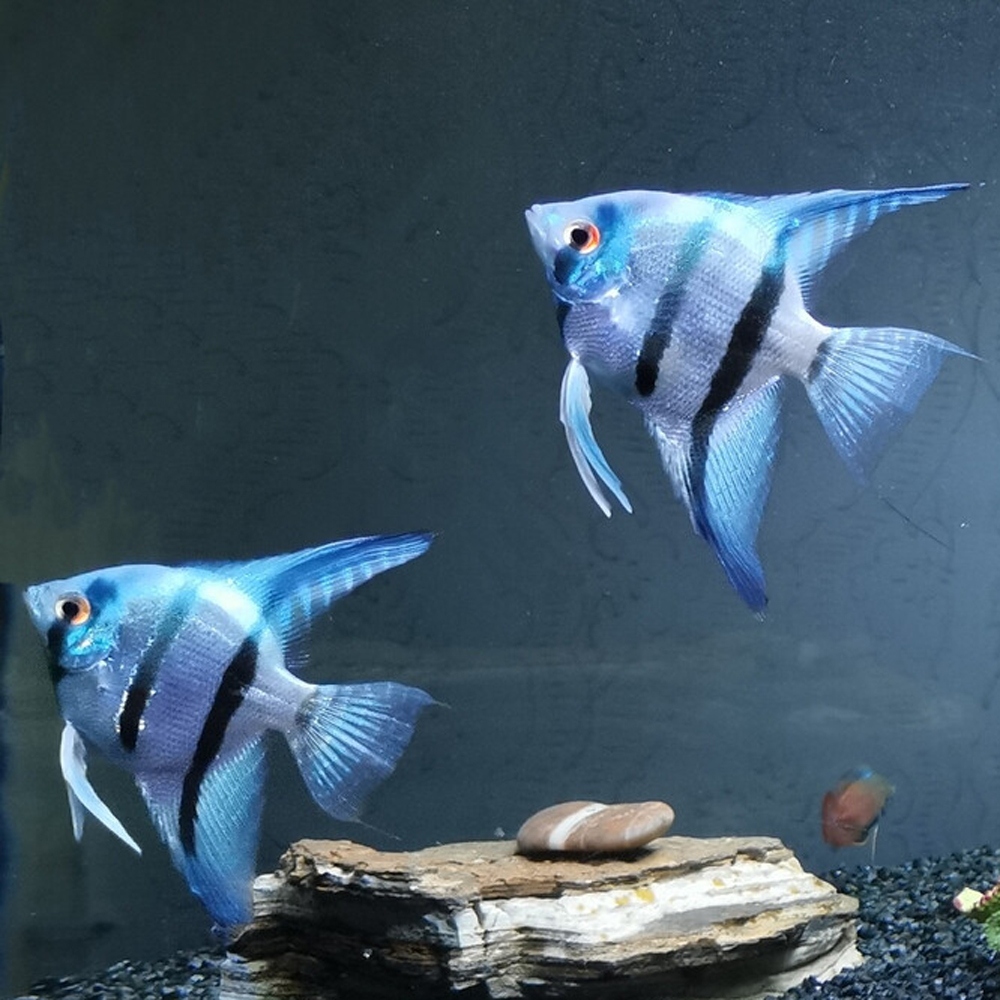 3 神仙鱼