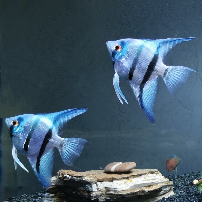 3 神仙鱼