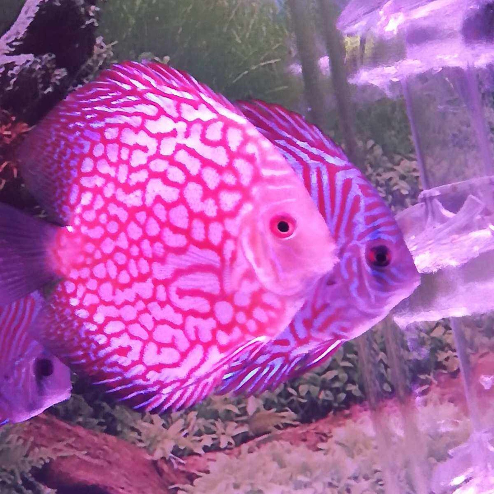 8 神仙鱼