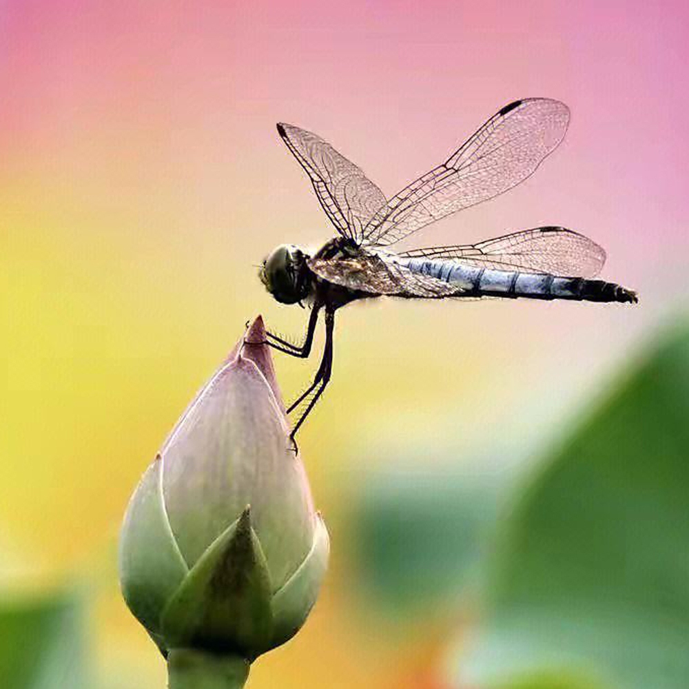 1 蜻蜓