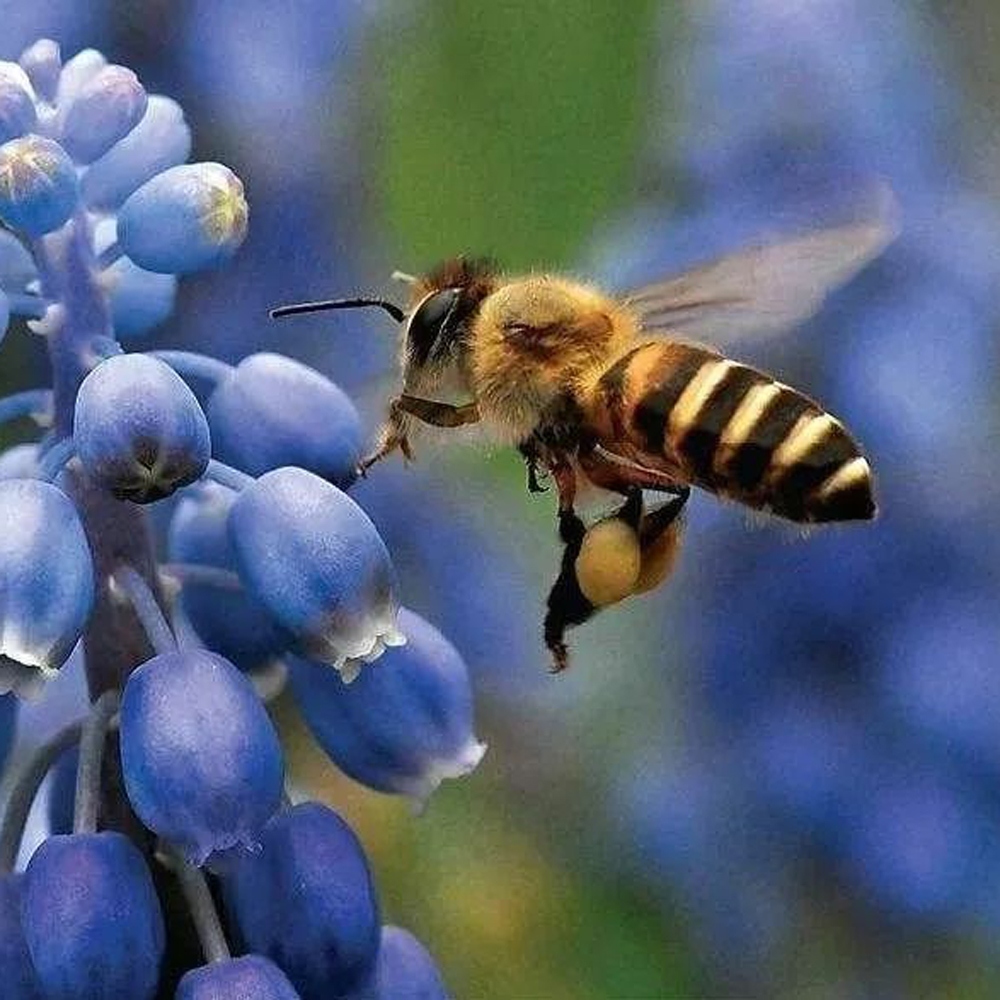 10 蜜蜂