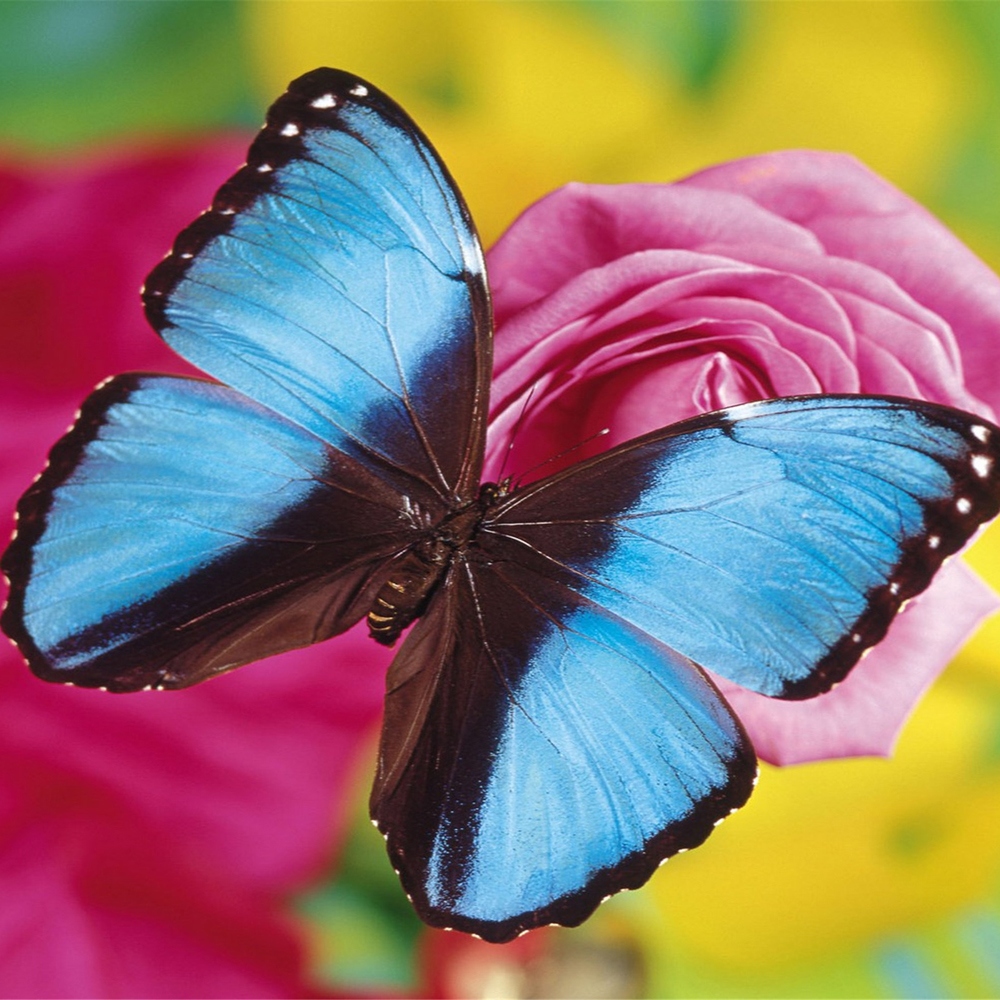 5 蝴蝶