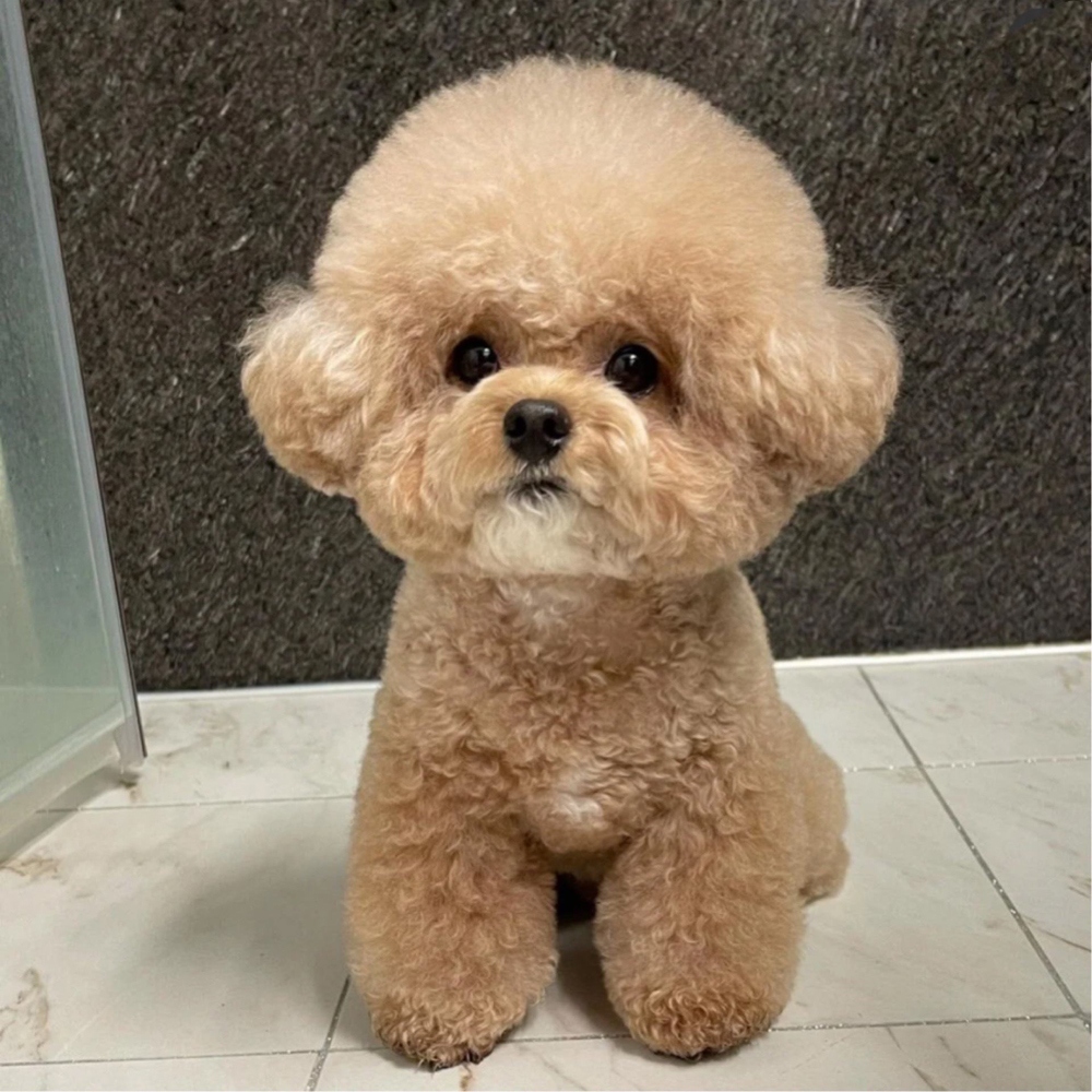 10 泰迪