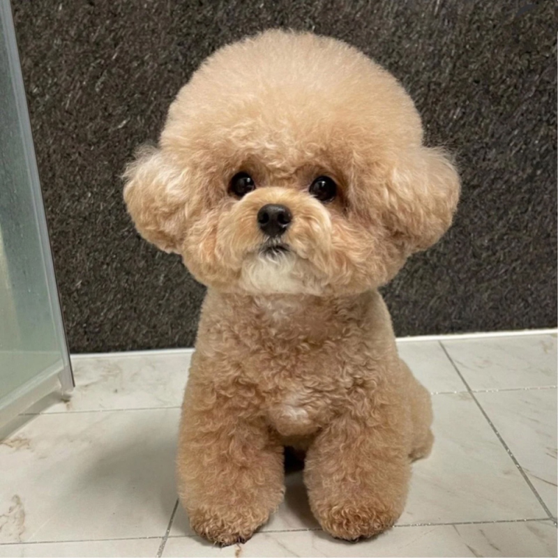 10 泰迪