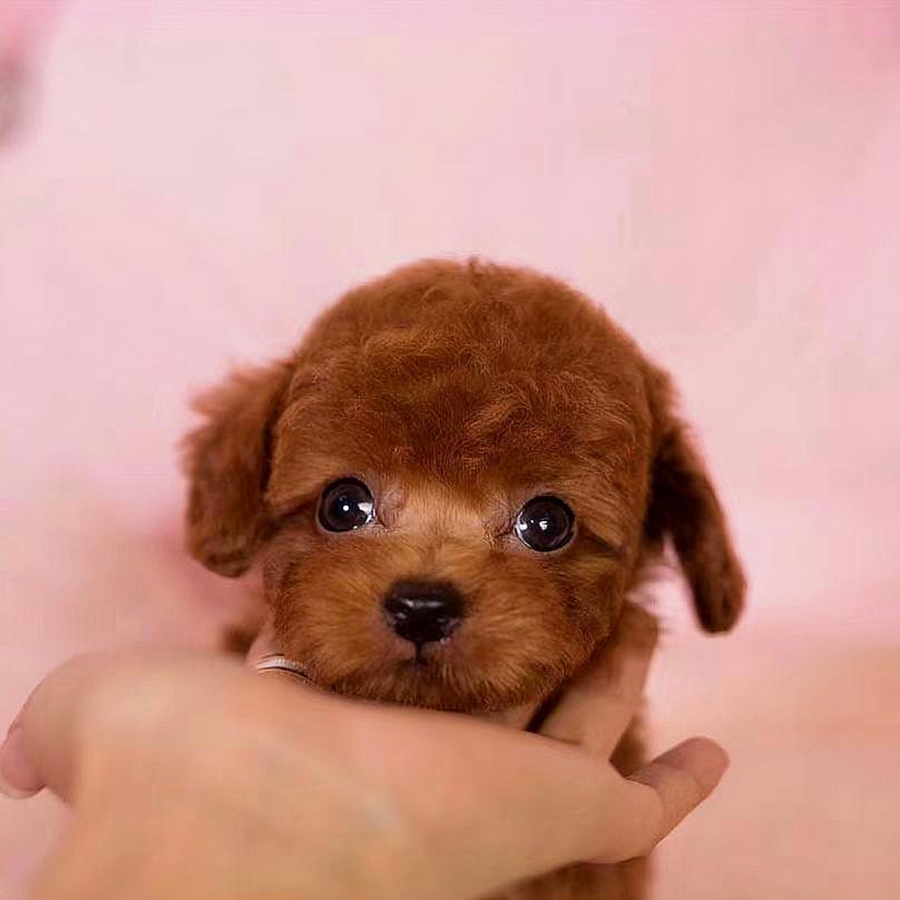 15 泰迪