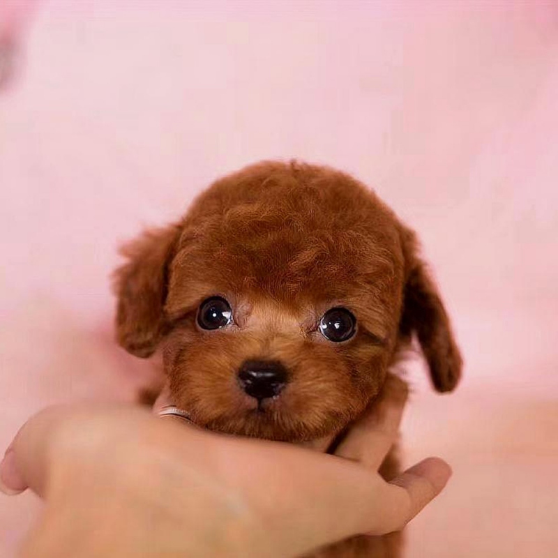 15 泰迪