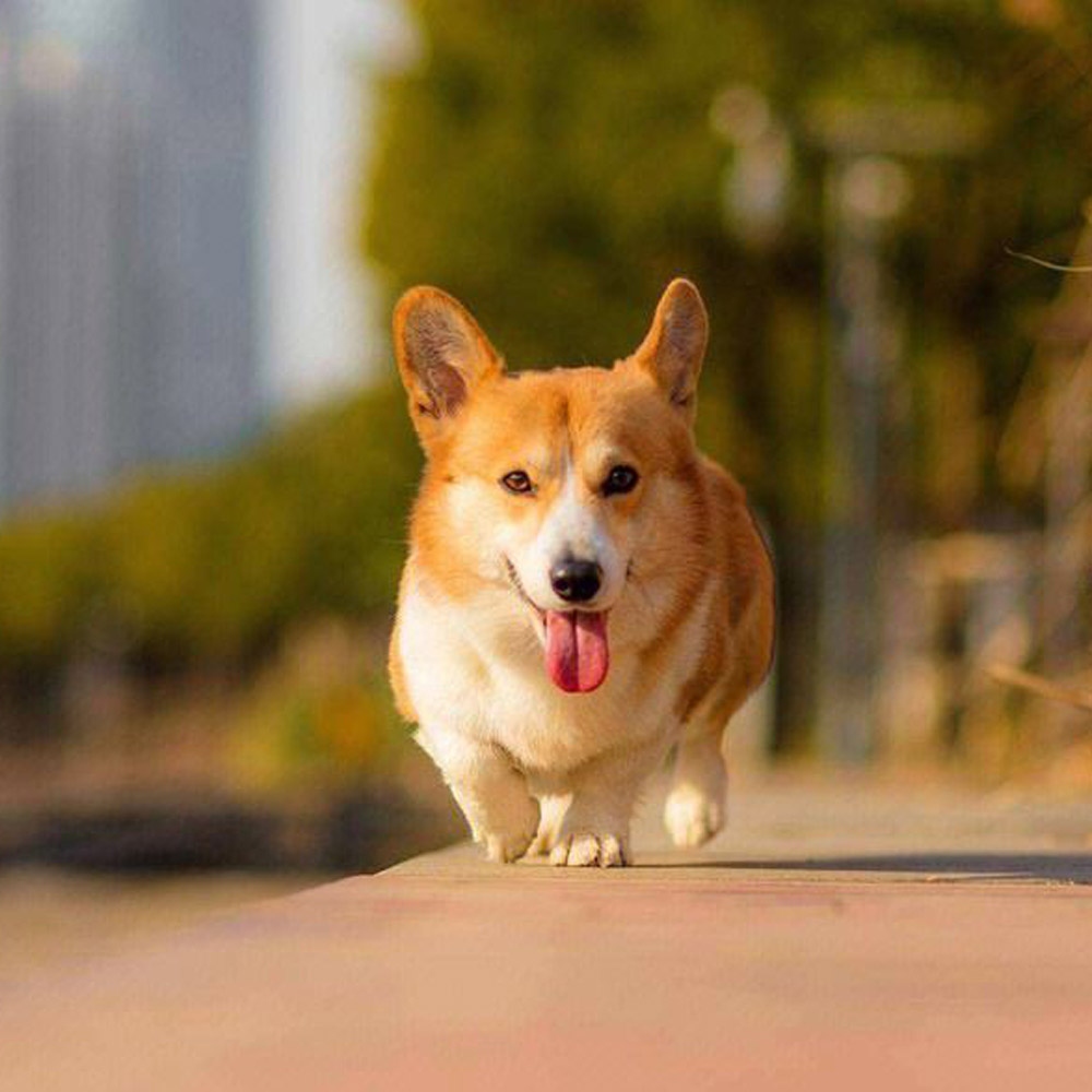 1 柯基