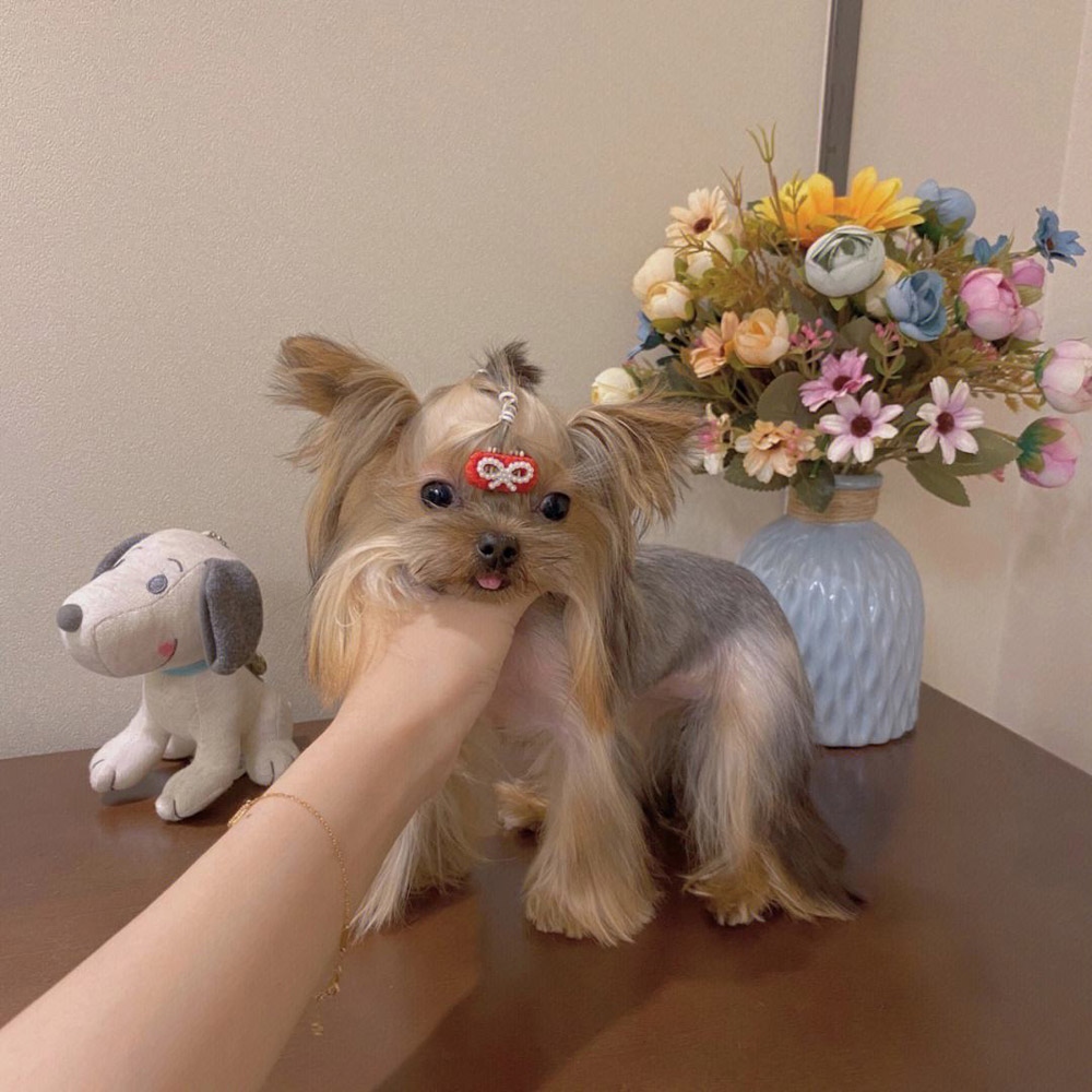 14 约克夏