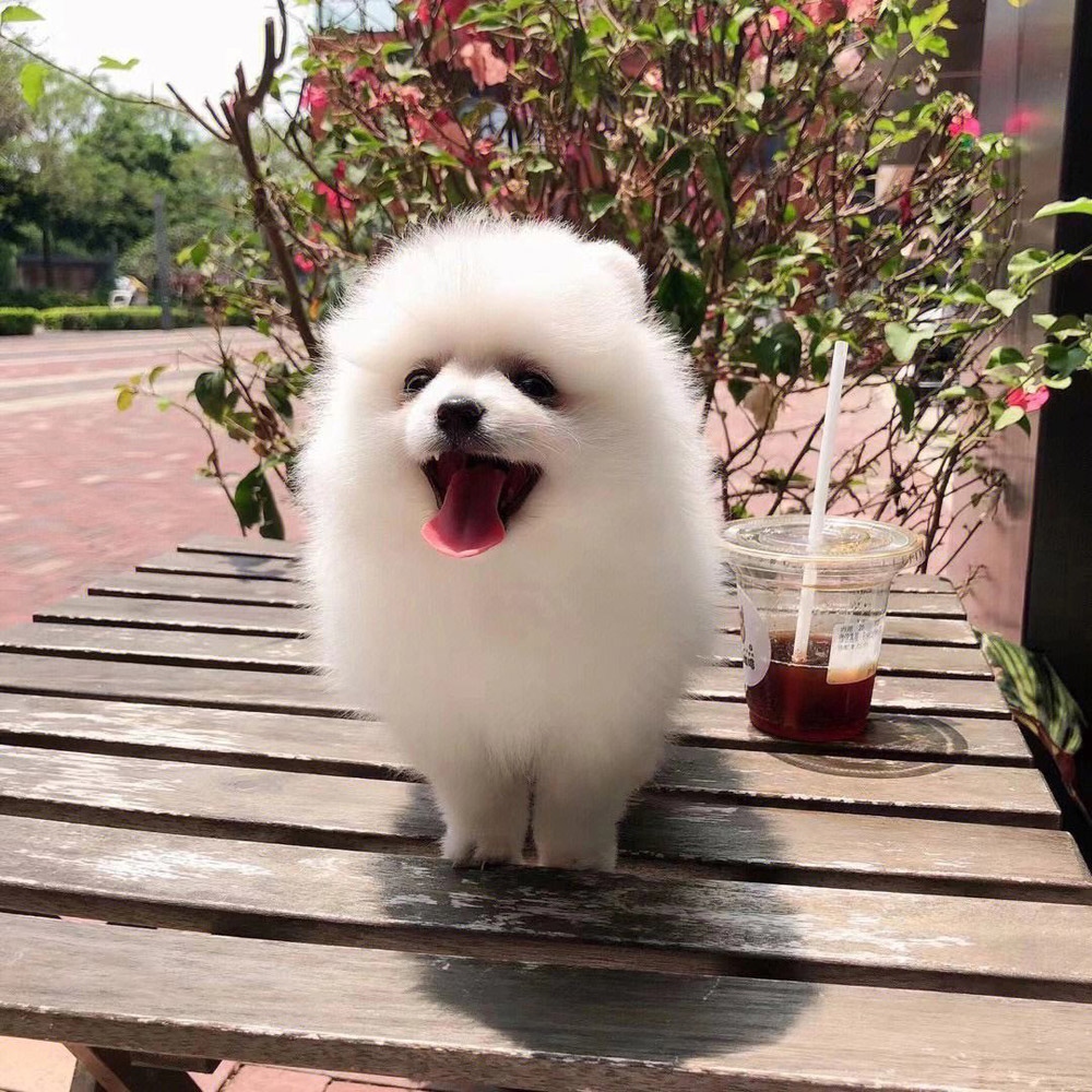 2 博美