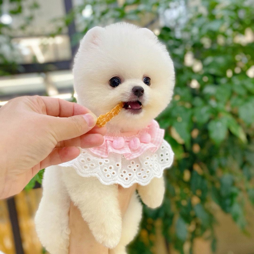 3 博美