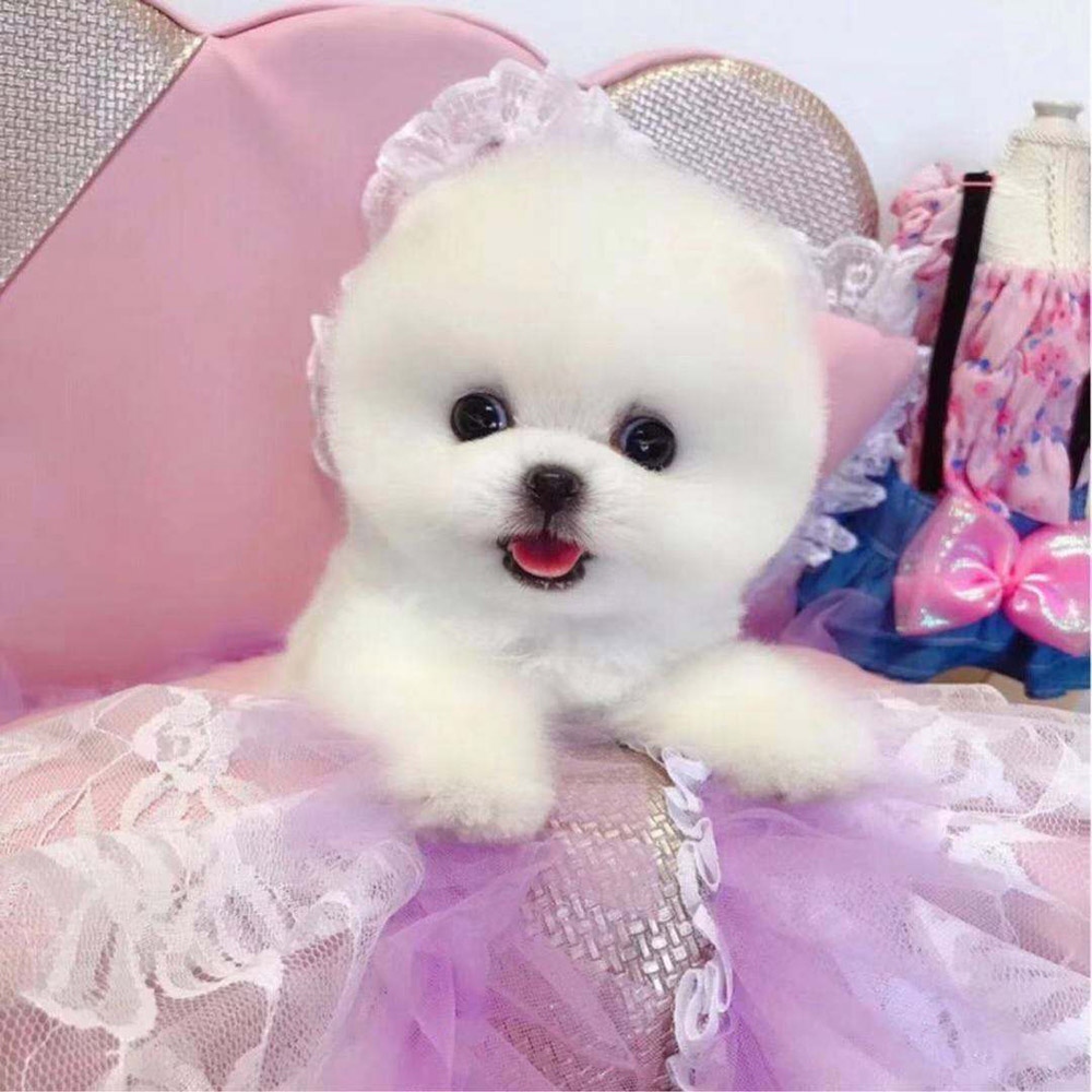 8 博美