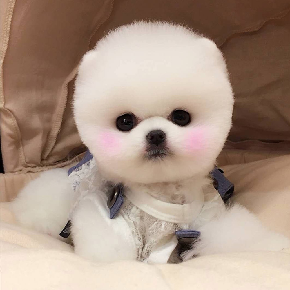 11 博美