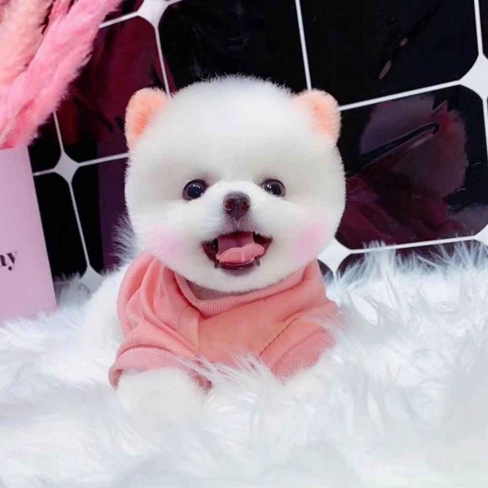 13 博美