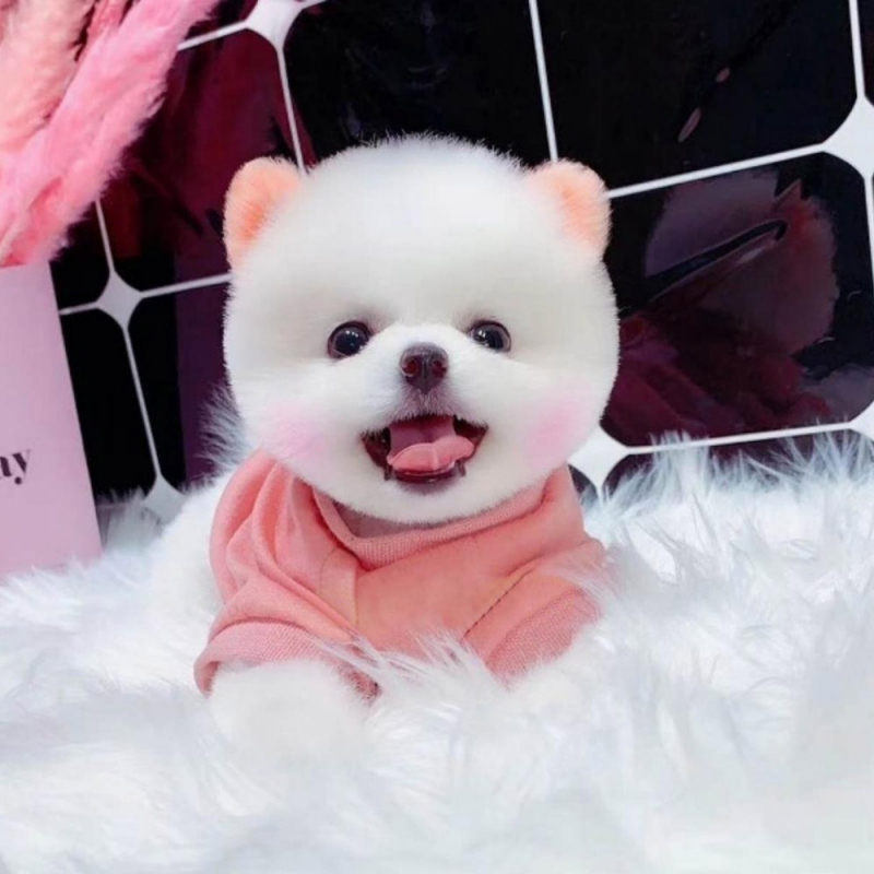13 博美