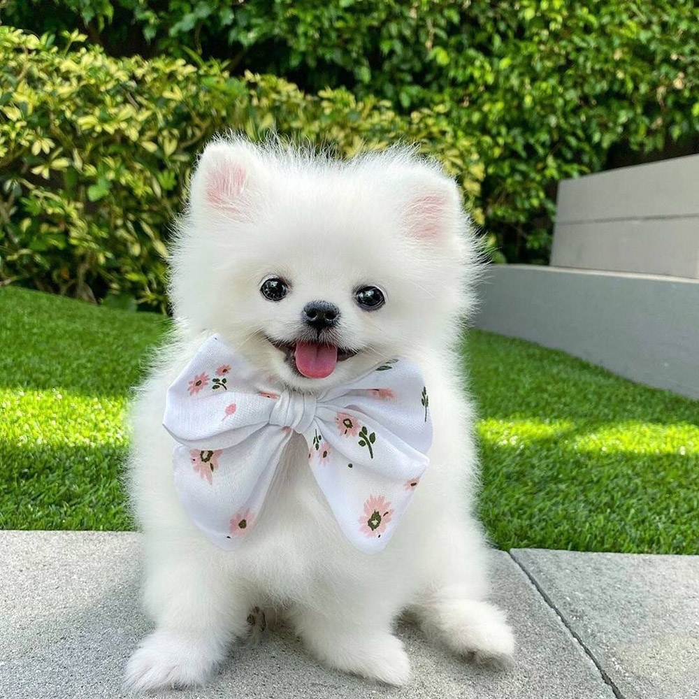 20 博美