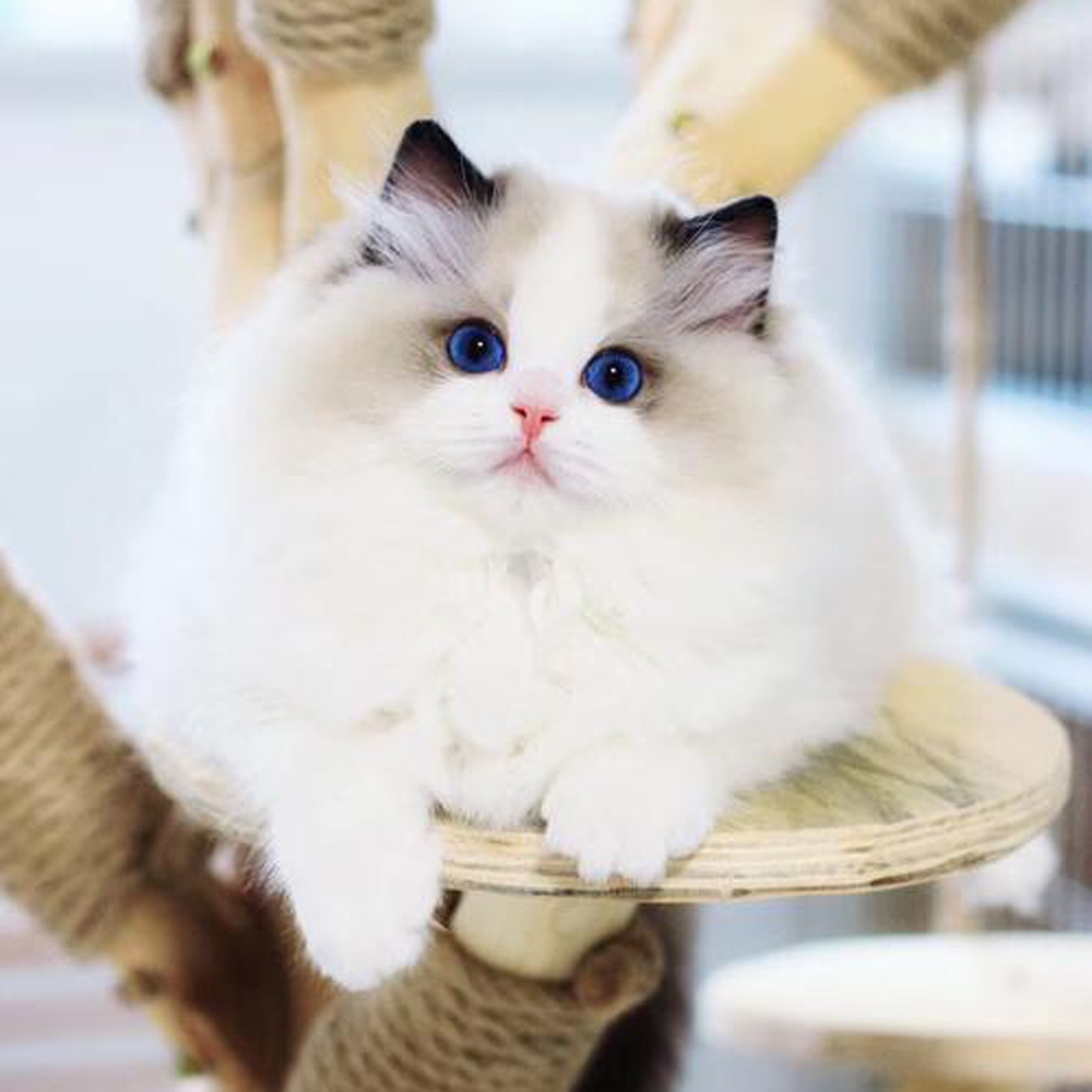 3 布偶猫