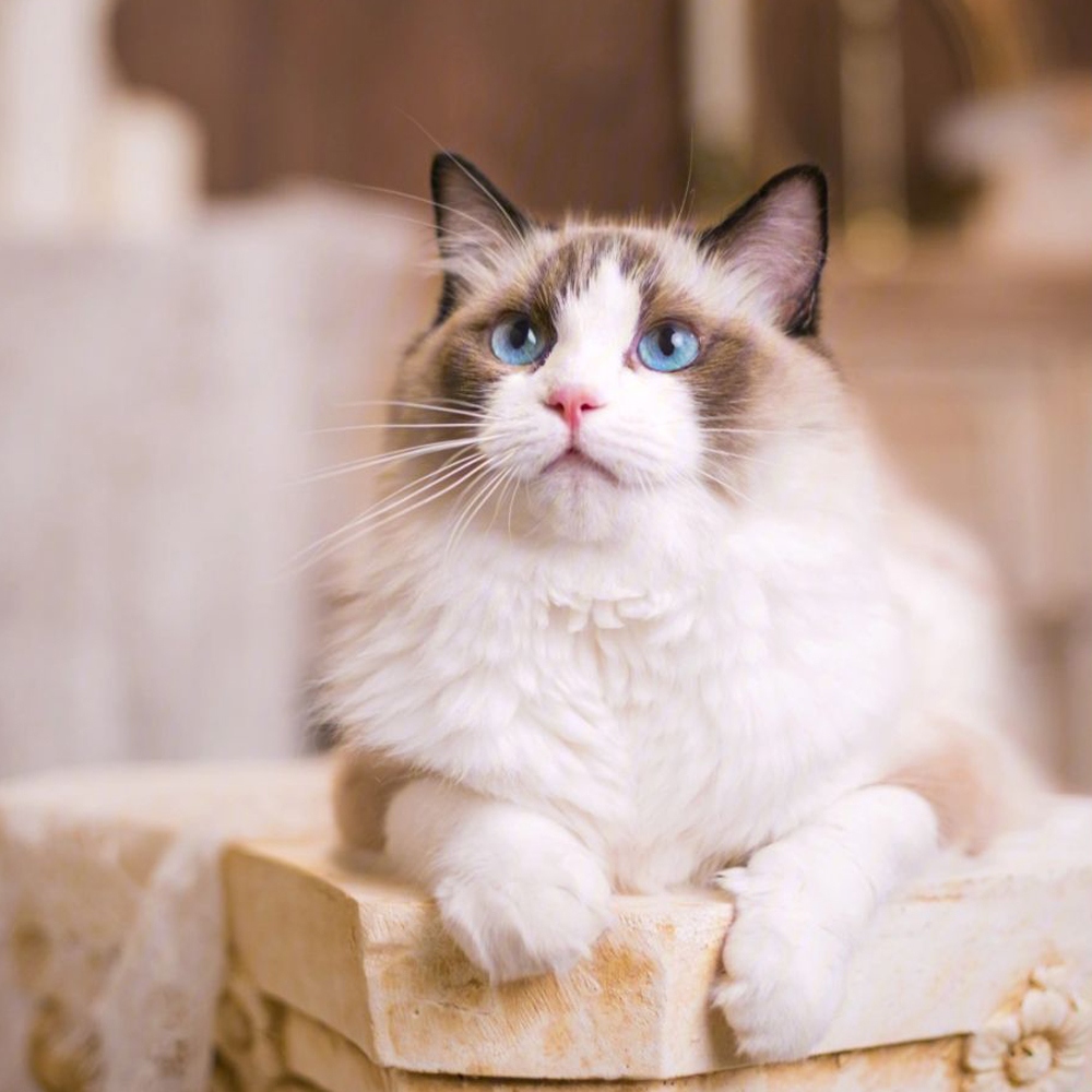 4 布偶猫