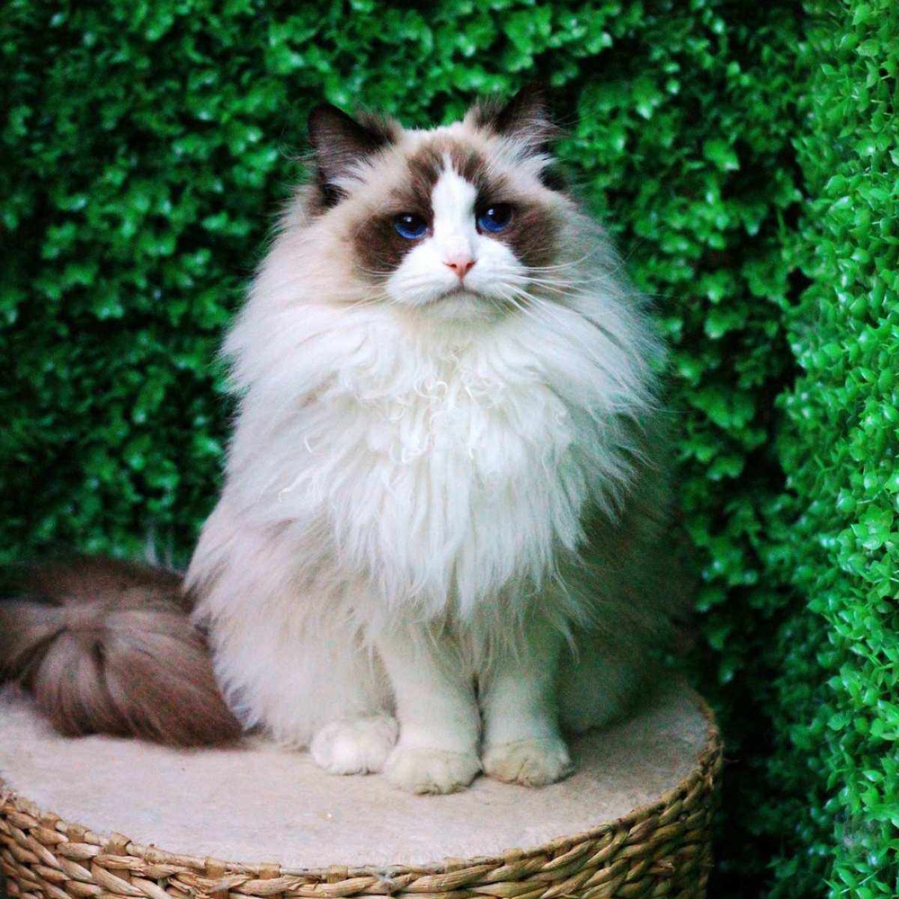 5 布偶猫